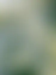 В Швейцарии начинается сезон цветения нарциссов