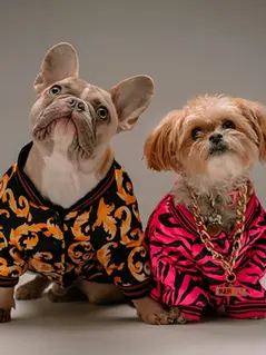 Собака вместо ребёнка: население Цюриха увеличивается, но не за счёт рождаемости детей