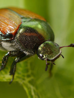 В Швейцарии обнаружены японские жуки Хрущики