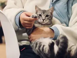 Швейцарские ветеринары выступают за обязательное чипирование кошек