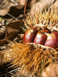 Крупнейшая каштановая роща Швейцарии страдает от собственной популярности