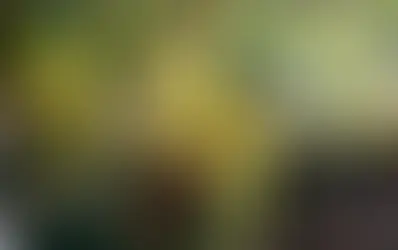 Урожай швейцарского вина 2025 года – умеренный объём производства и хороший год