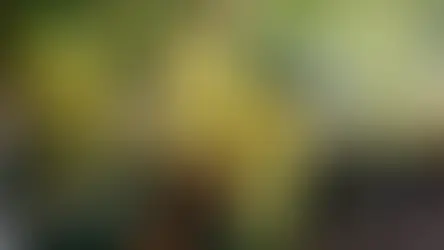 Урожай швейцарского вина 2025 года – умеренный объём производства и хороший год