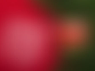 С Новым Годом 2026 !