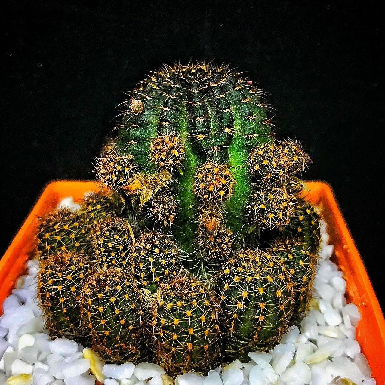 โลบิเวีย ฟอร์มกอ