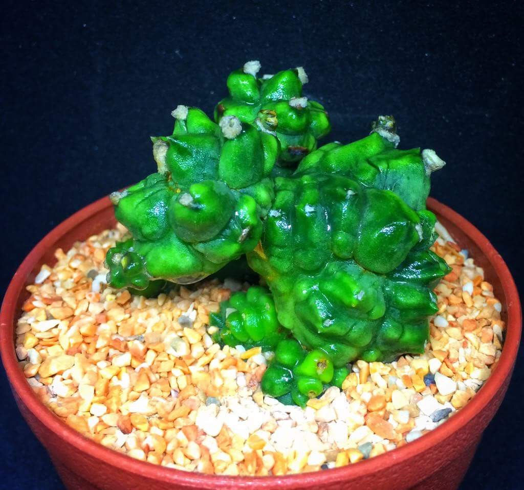 ยิมโนม่อน