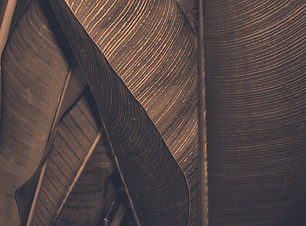 Brown Leaf