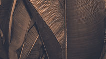 Brown Leaf