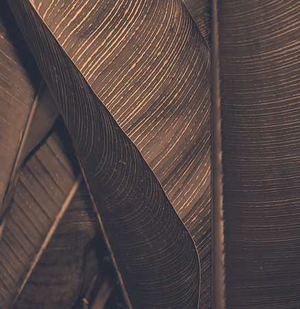 Brown Leaf