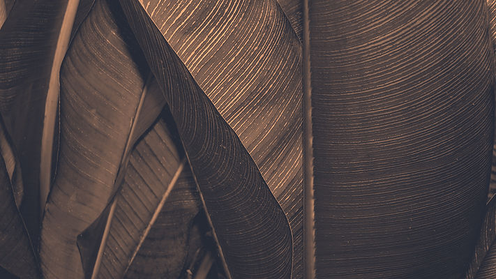 Brown Leaf