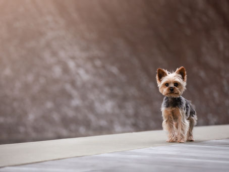 Yorkshire Terrier Posing for a photo in front of a waterfall