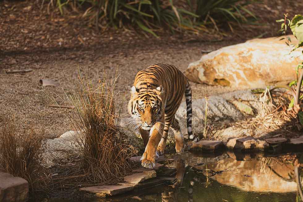 Tiger