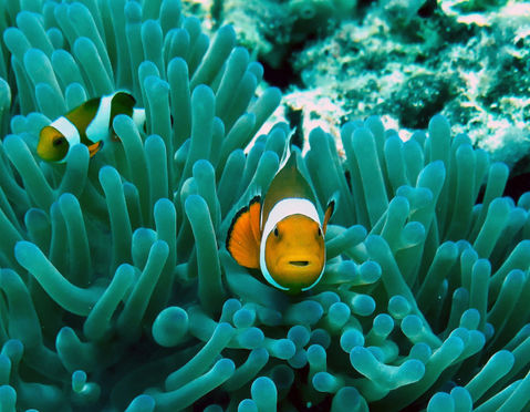 Peixe palhaço saindo de anêmona