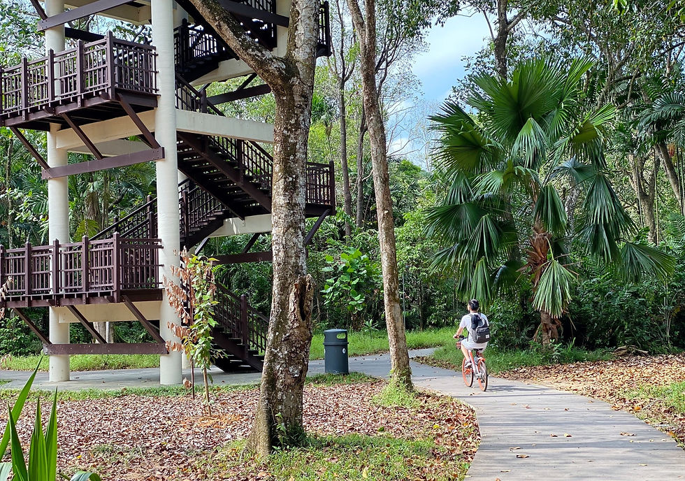 Pasir Ris Bird Watching Tower at Pasir Ris Park