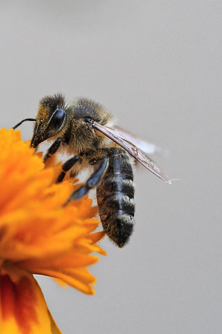 bee-8244643_Ralf Ruppert_edited.jpg