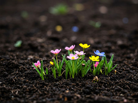 Until it Grows Again
