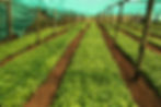 Bukaleba Tree Nursery