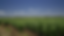 Sugar Cane