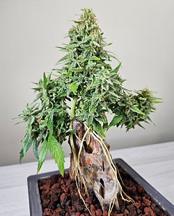 Seeds | Manny's Cannabonsai