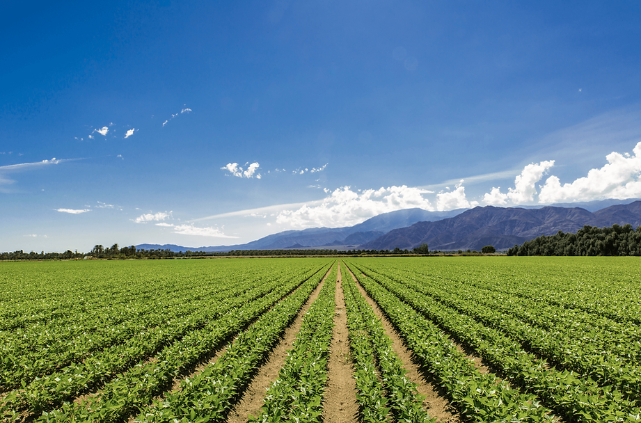 rows of crops