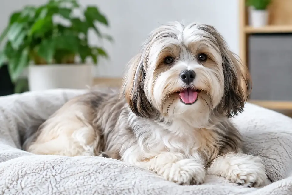 How Long Do Havanese Live? Lifespan and Care
