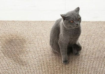 cat-pee-carpet.jpeg