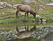 Elk 1 - Loch Vale.jpg