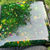 Thumbnail: Emerald Stardust 2 - Velcro Patch (Material: Plexi / Squared Corners)