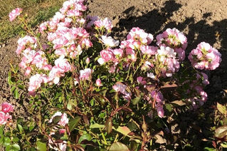 Indlæg i Lokalavisen Favrskov