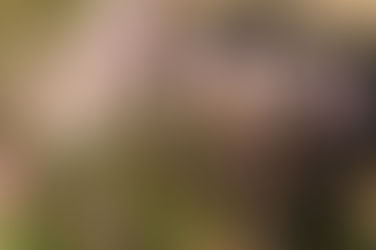 Indlæg i Lokalavisen Favrskov