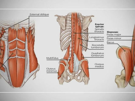 Unveiling the key elements of the rider’s core: