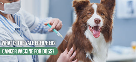 What is The Yale EGFR/HER2 Cancer Vaccine for Dogs?