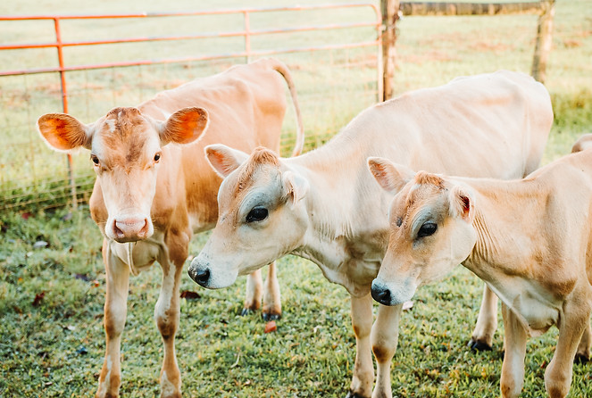 Cows in Field