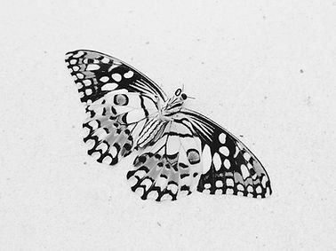 black and white butterfly on white wall_edited.jpg