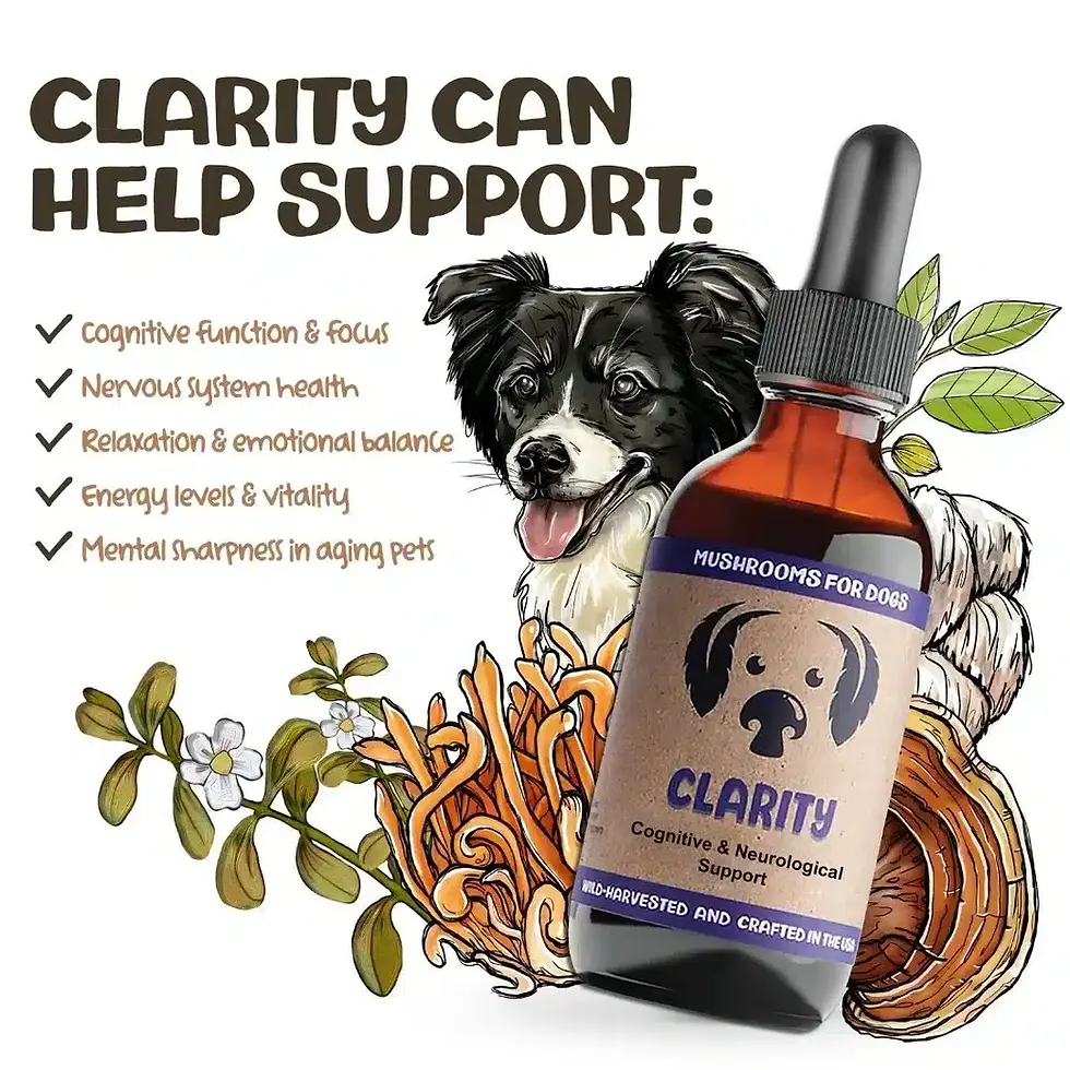 Thumbnail: MycoDog Clarity: Cognitive & Neurological Support