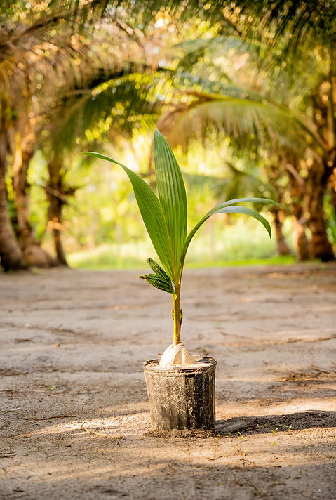 1-2 Foot Coconut Tree | HeavensAcresTreeFarm