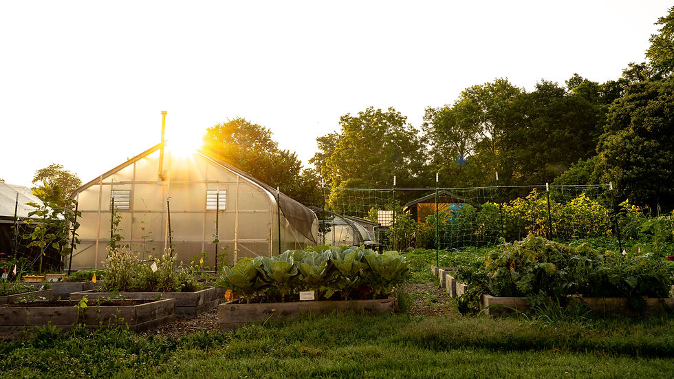 Morning Light by Evelyn Medley