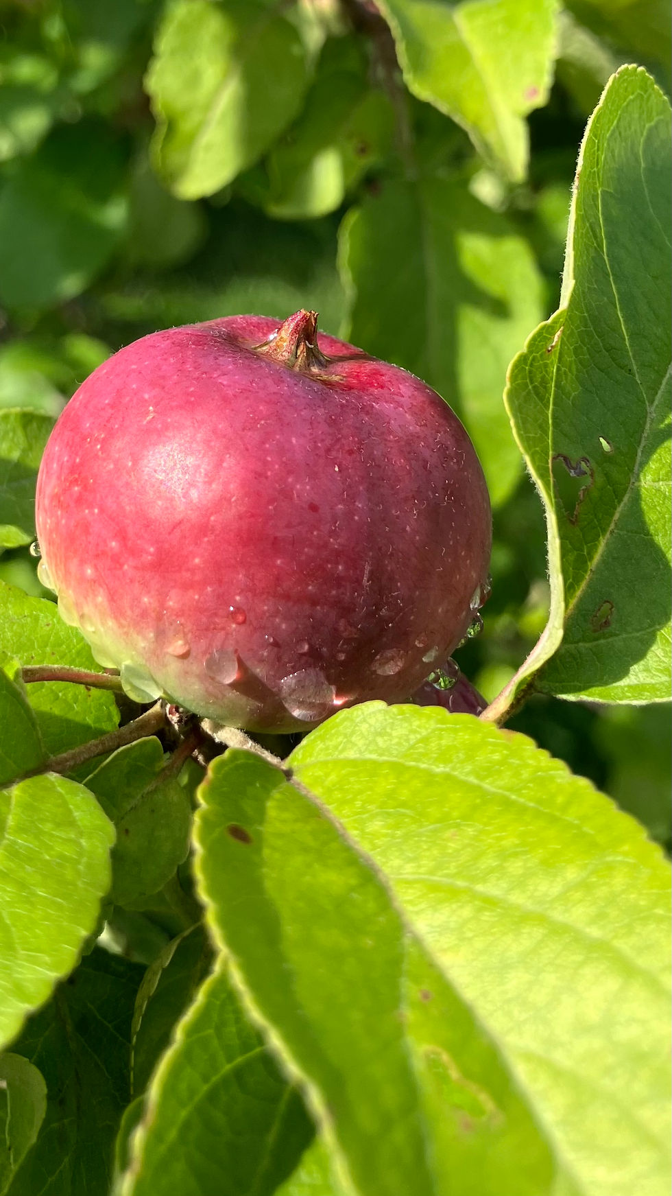 Raindrops On Apple by Betty Brinegar