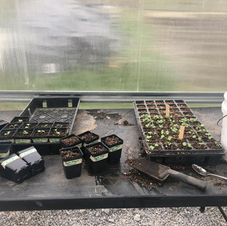 potting Murdoc Green Cabbage and Magic Broccoli seedlings