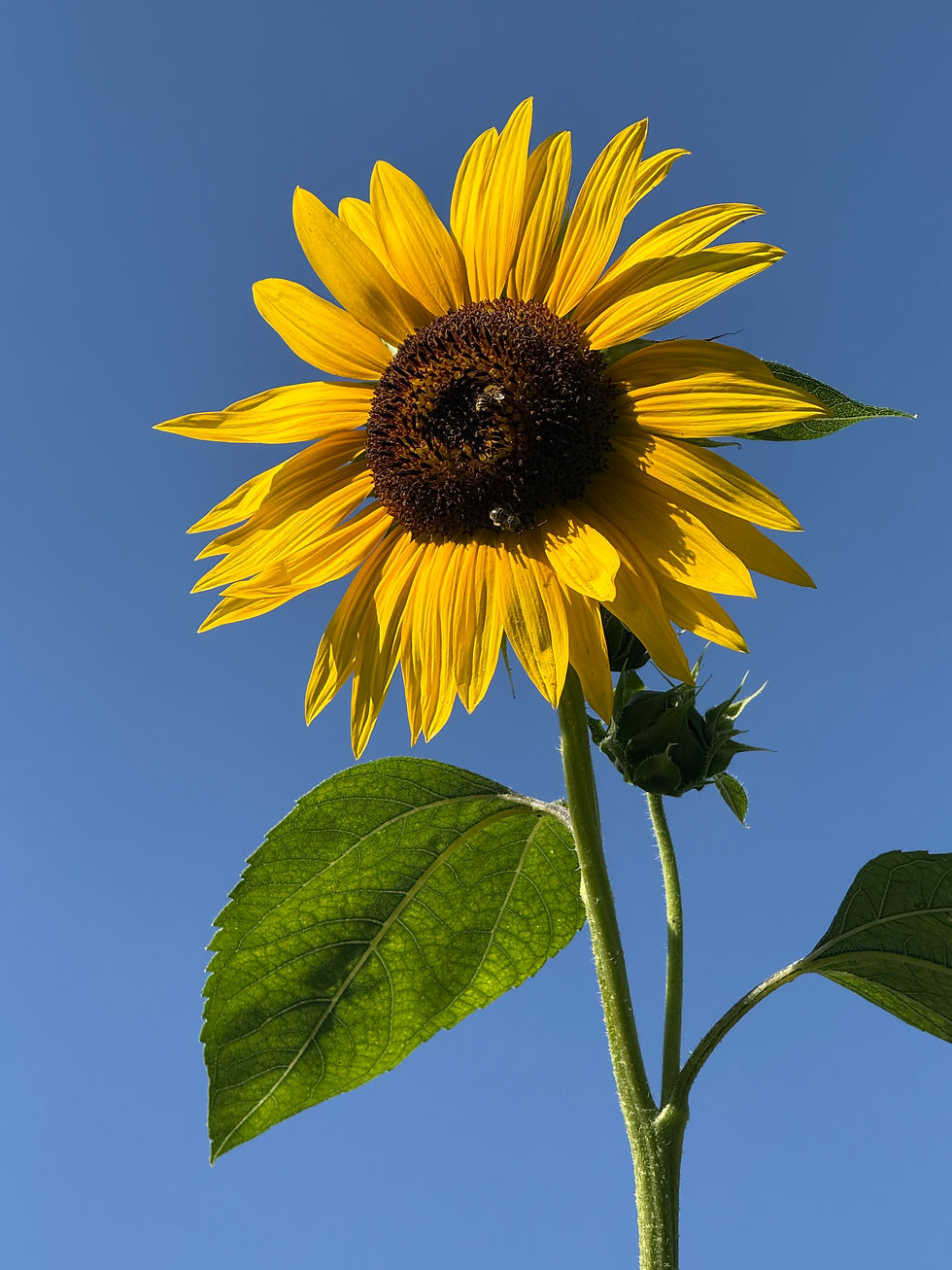 Language of Summer by Autumn Hager