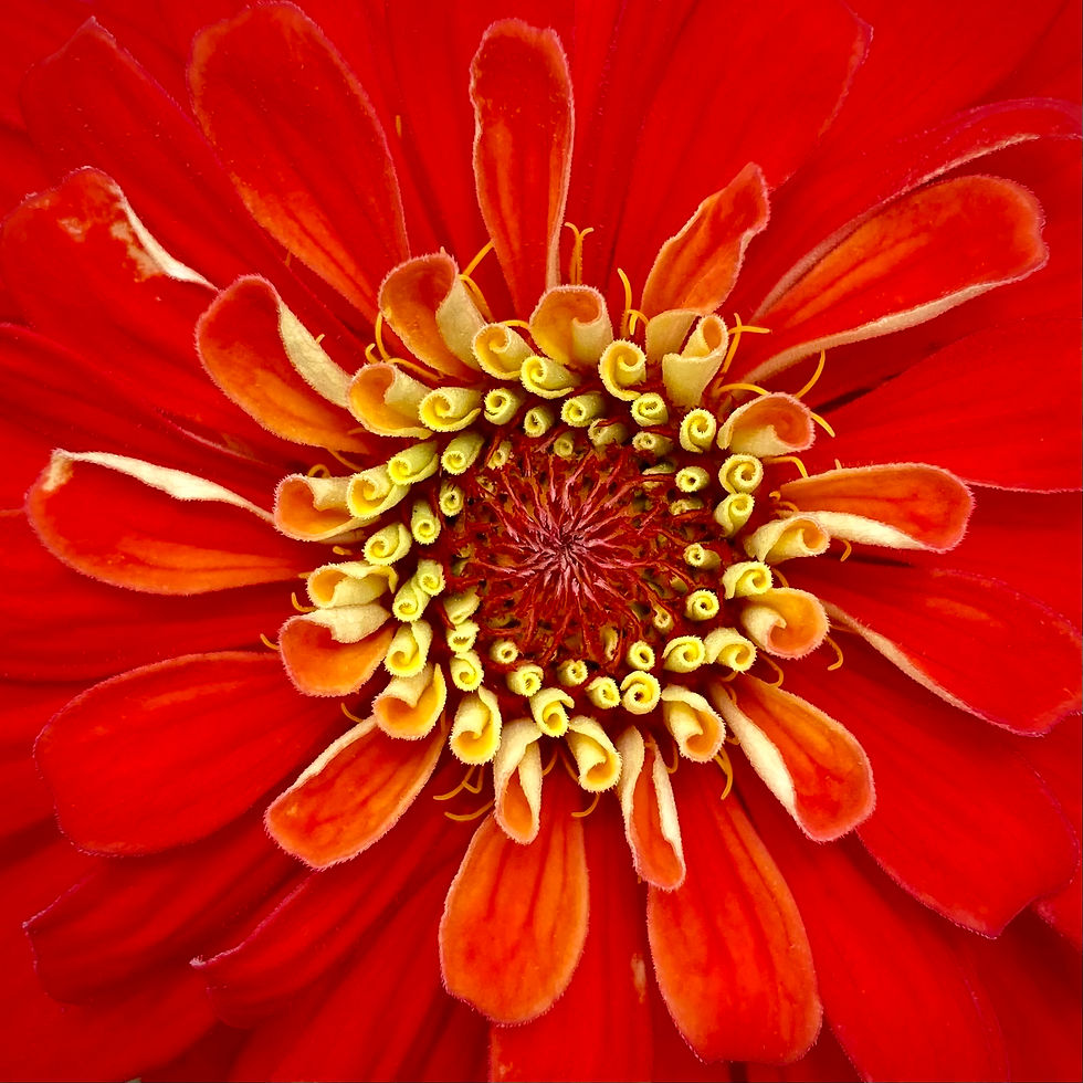 Punchy Zinnia by Dustin Goolsby