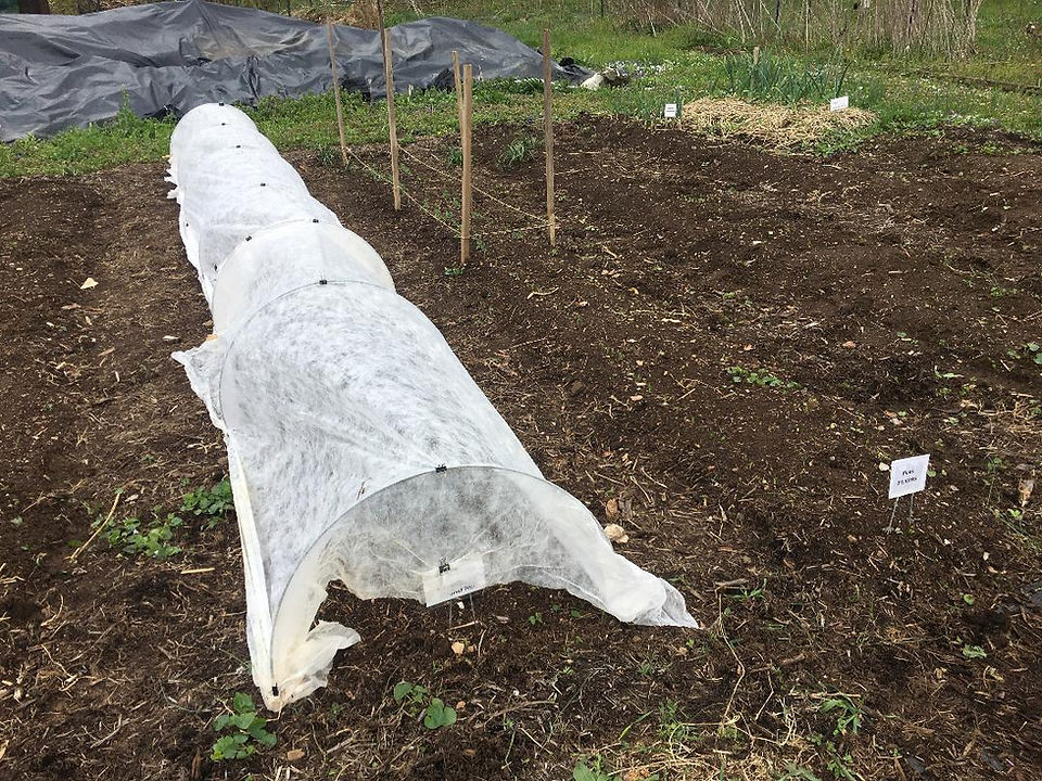 Covered Seedlings