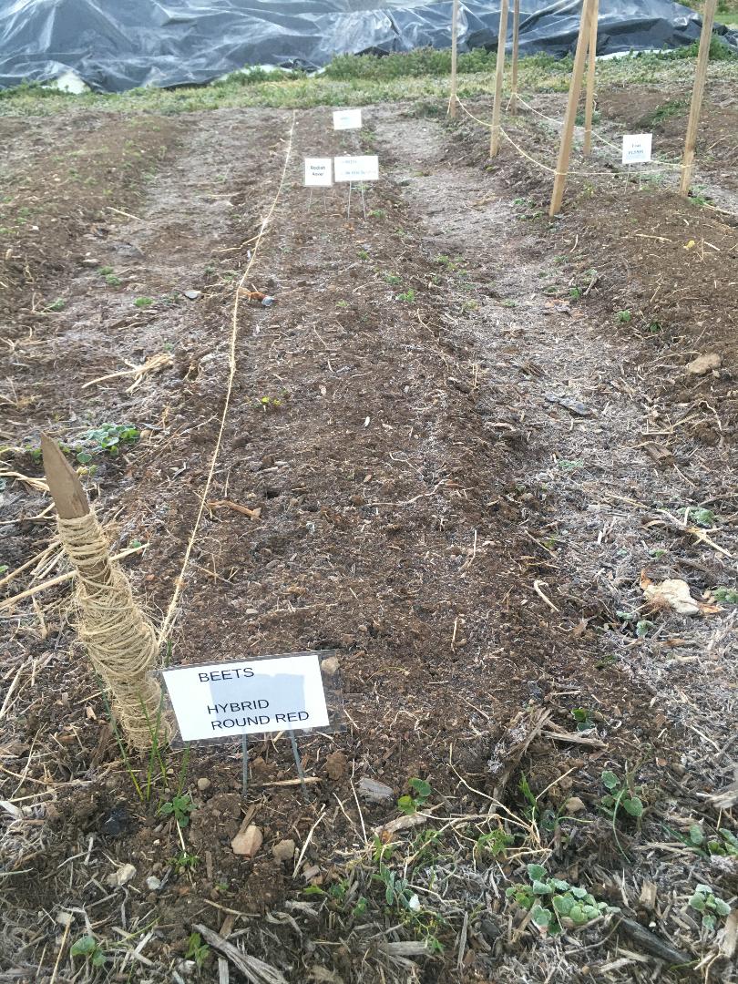 beets planted in a field