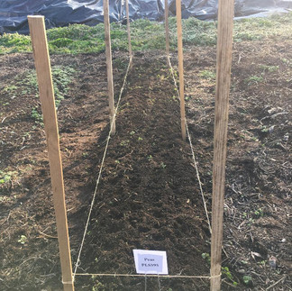 trellising for peas were installed