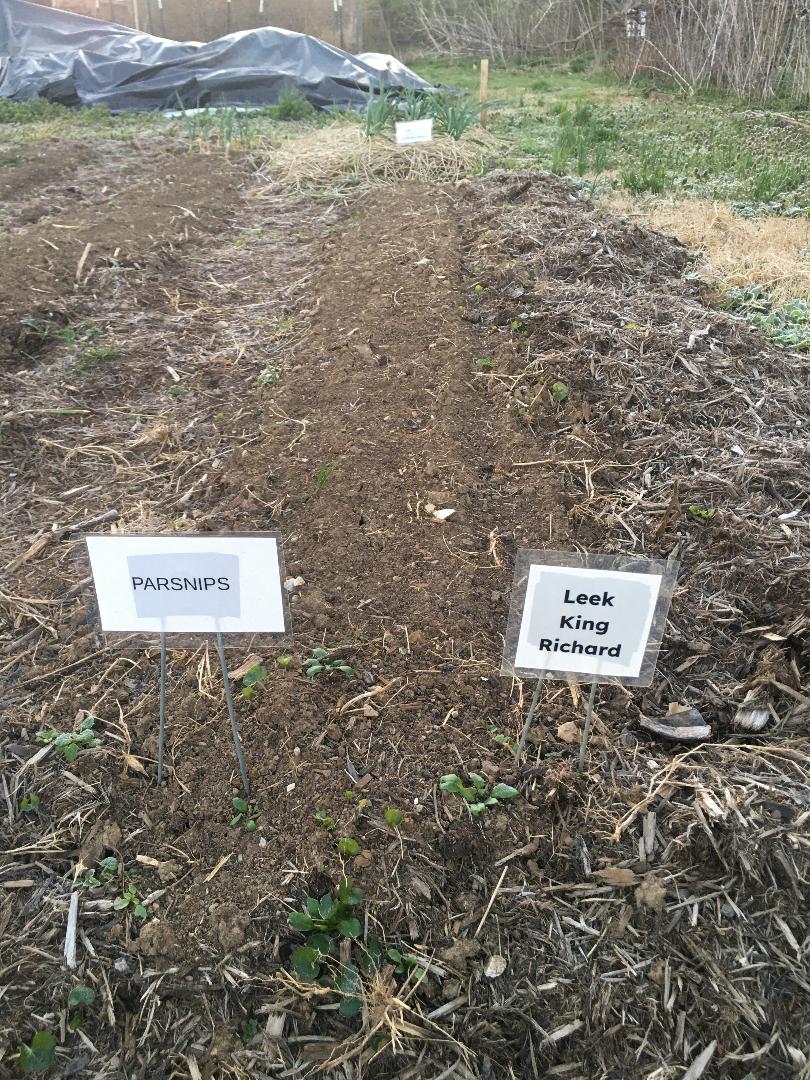 parsnips and leeks planted