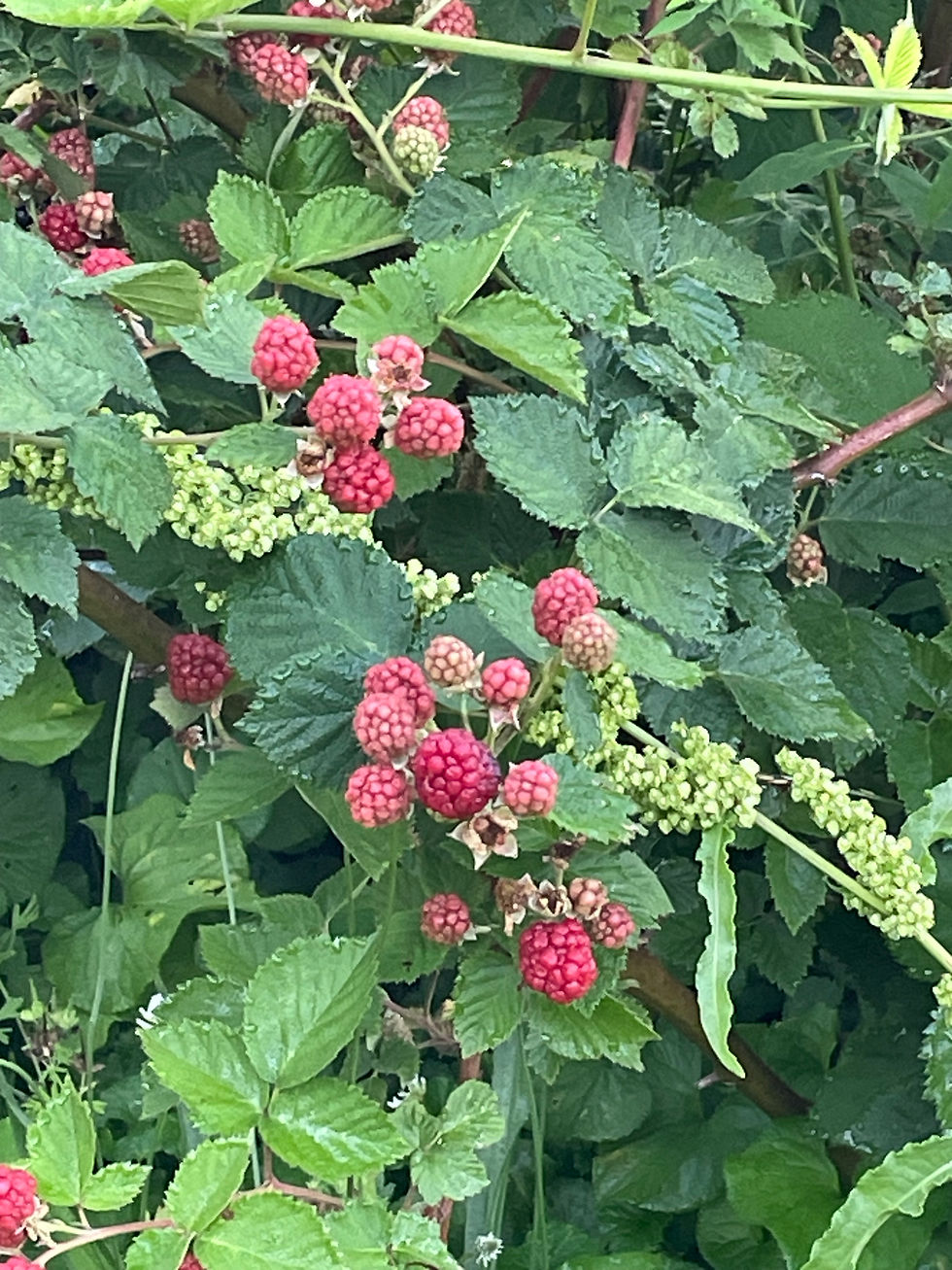 Berry Good by Shaina Benzie