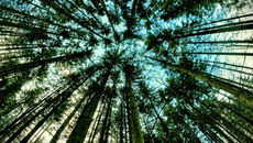 Bewegung in der Natur?
