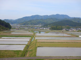 田植え