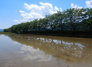水田