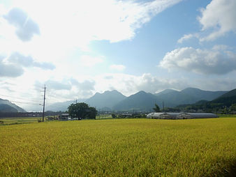 稲刈り